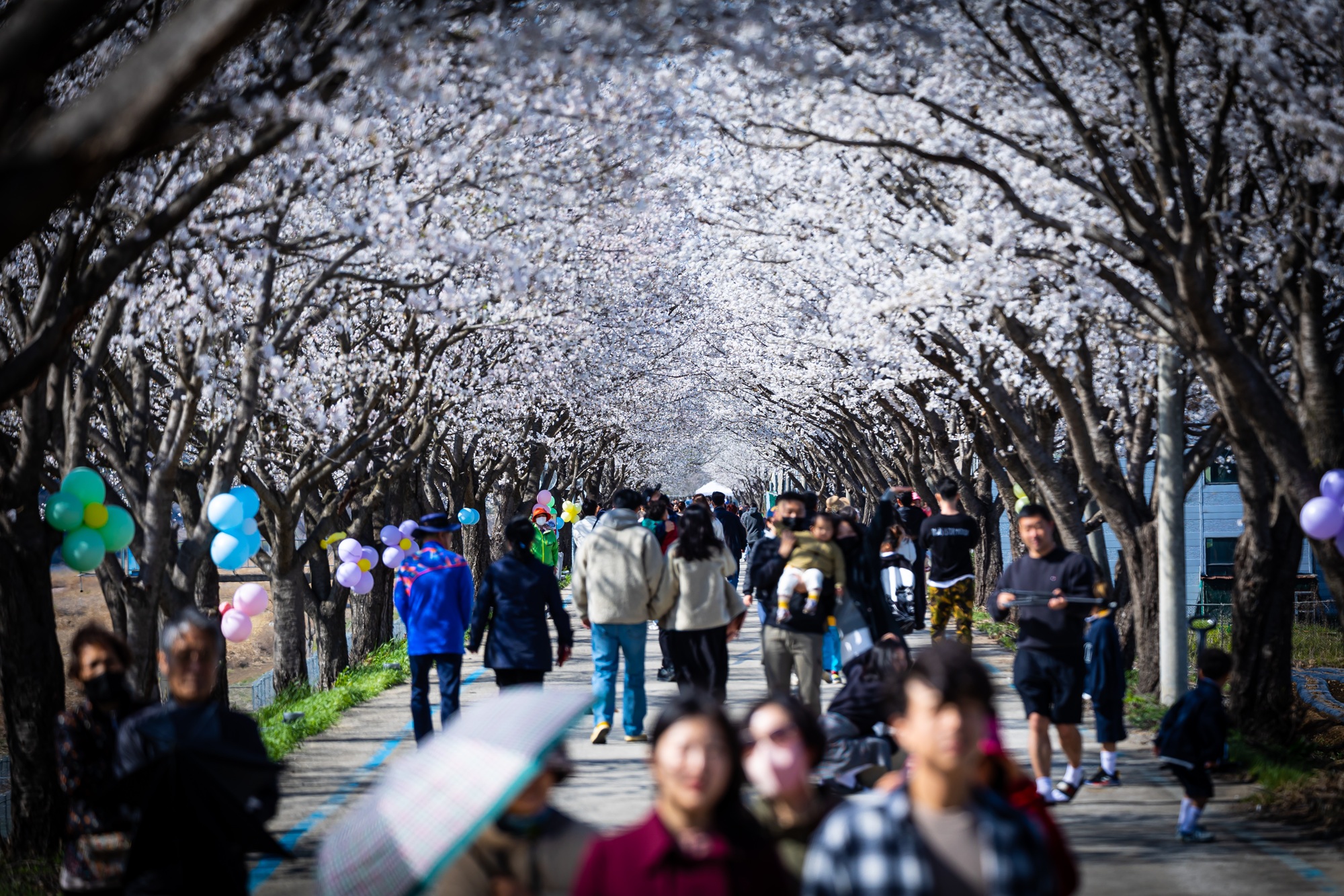 임진강을 따라 걷는 시간여행, 벚나무를 따라 걷는 봄꽃여행 (평화누리길, DMZ 사색(四色)하다 ③)