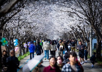 임진강을 따라 걷는 시간여행, 벚나무를 따라 걷는 봄꽃여행 (평화누리길, DMZ 사색(四色)하다 ③)